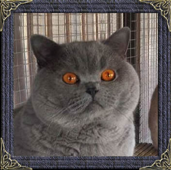 Mabledon British Shorthair Cats British Blue Shorthair